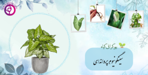 سینگونیوم پروانه ای