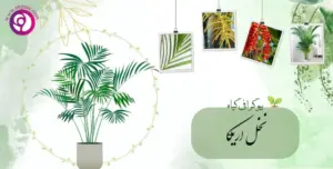 نخل اریکا