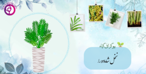 نخل شامادورا