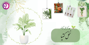 نخل کنتیا