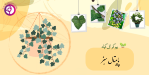 پاپیتال سبز