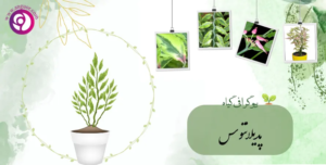 پدیلانتوس