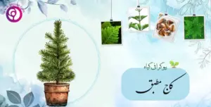 کاج مطبق