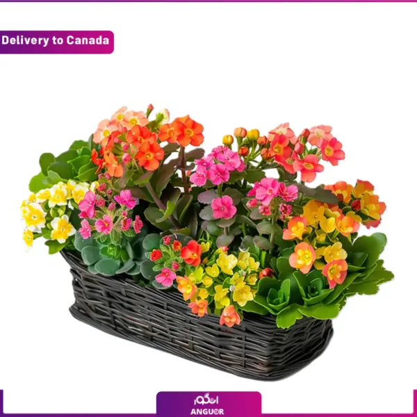 خرید و سفارش گل آپارتمانی - ارسال گل به کانادا - سفارش آنلاین باکس گل