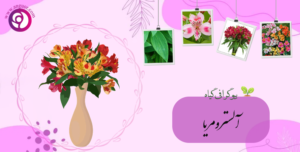 آلسترومریا