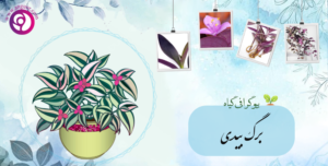 برگ بیدی
