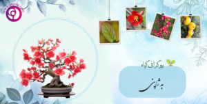 به ژاپنی