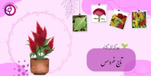 تاج خروس