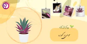 موسی در گهواره