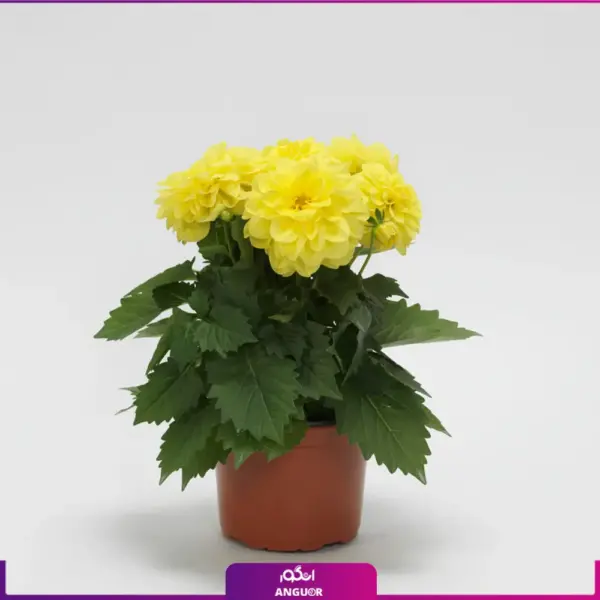 خرید گل کوکب - سفارش آنلاین گل - گل ارزان