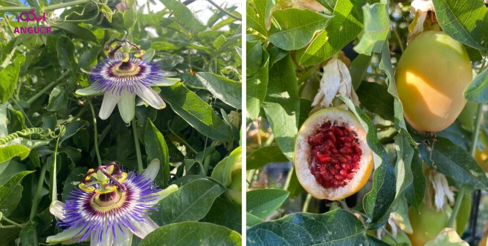 پیچ ساعتی - انگور