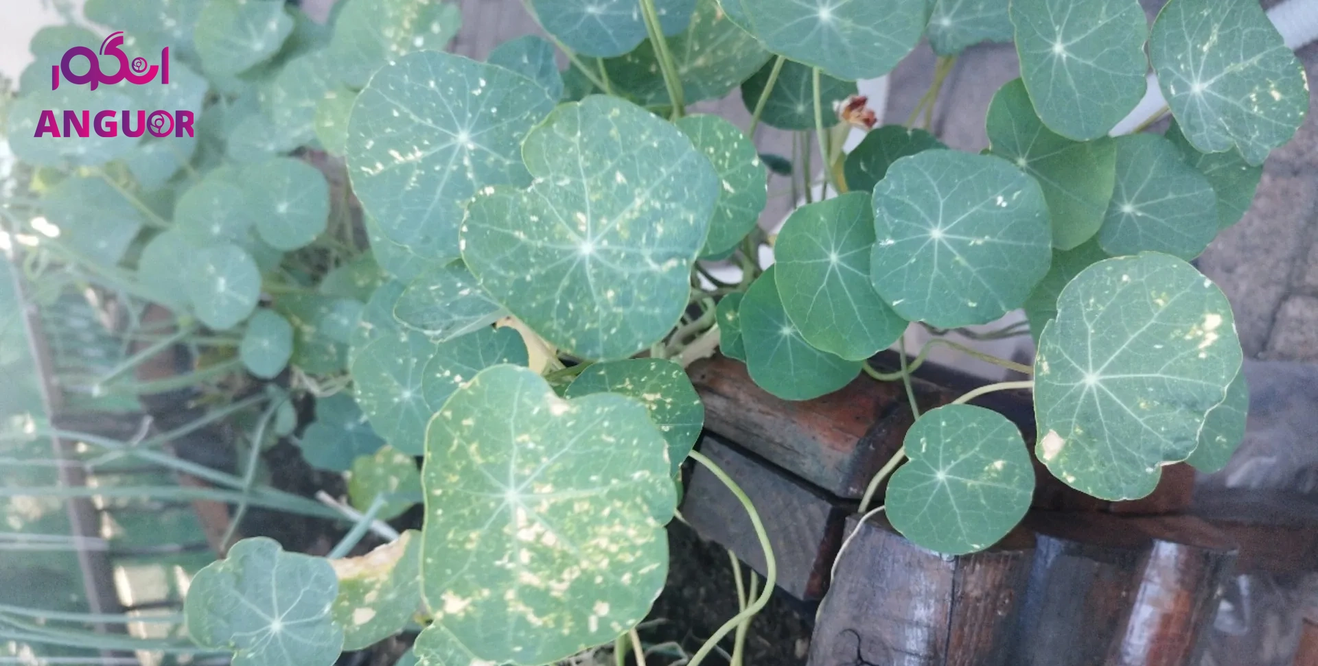 گیاه لادن - انگور