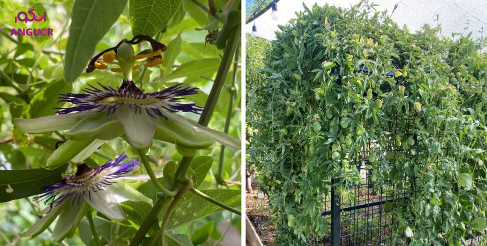 پیچ ساعتی - انگور