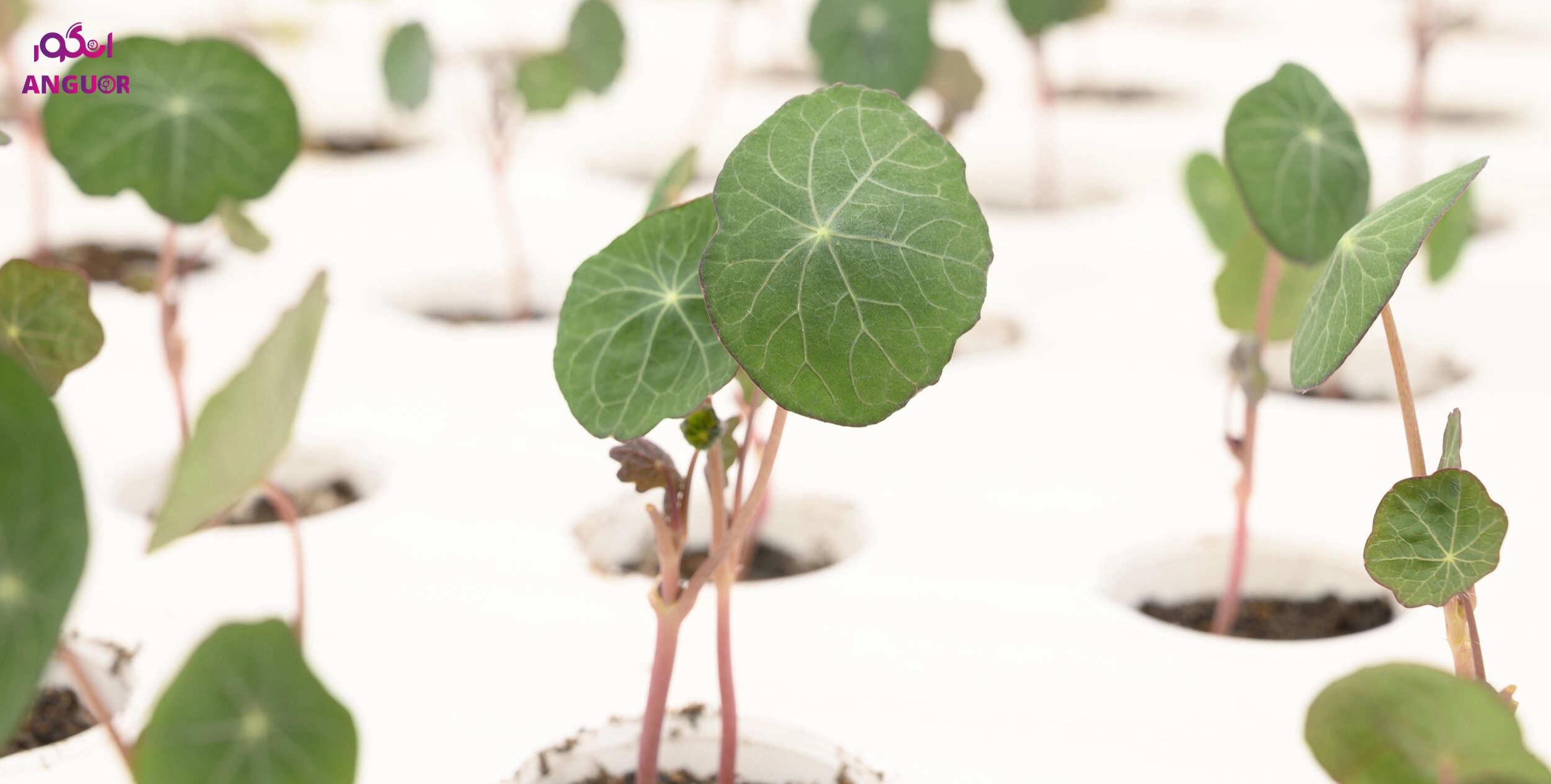 گیاه لادن - انگور