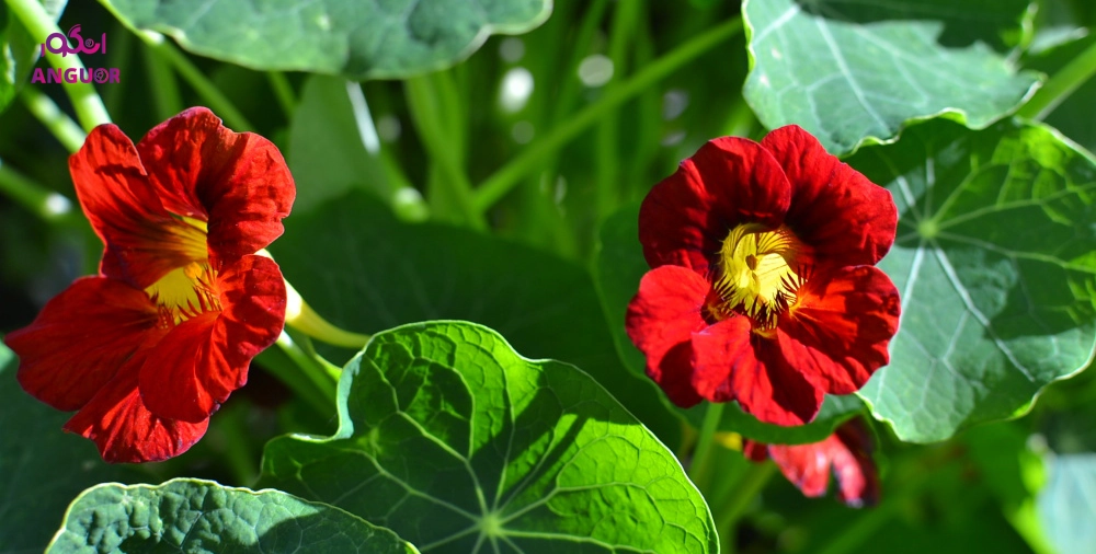 گیاه لادن - انگور