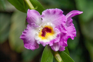 گل فروشی آنلاین | سفارش آنلاین گل - انگور