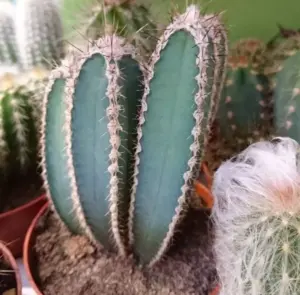 گل فروشی آنلاین | سفارش آنلاین گل - انگور