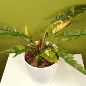 گل فروشی آنلاین | سفارش آنلاین گل - انگور