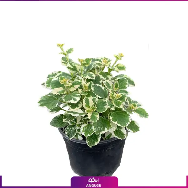 گل شمعدانی عطری نعنایی - خرید آنلاین گل آپارتمانی