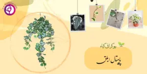 پاپیتالپاپیتال ابلق ابلق