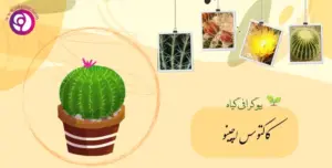 کاکتوس اچینو
