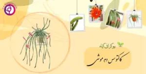 کاکتوس دم‌موشی