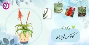 کاکتوس شاخ بزی