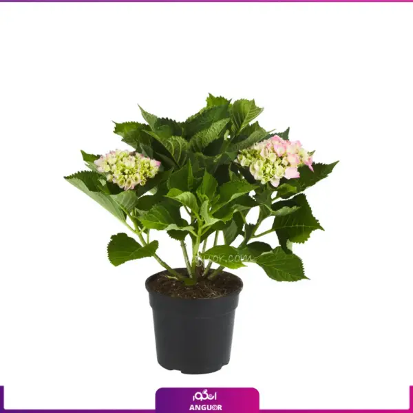 خرید آنلاین گل ادریسی- سفارش گل آپارتمانی