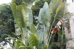 گل فروشی آنلاین محلاتی - انگور