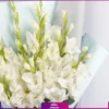 دسته گل گلایول سفید 8 شاخه - Image 2