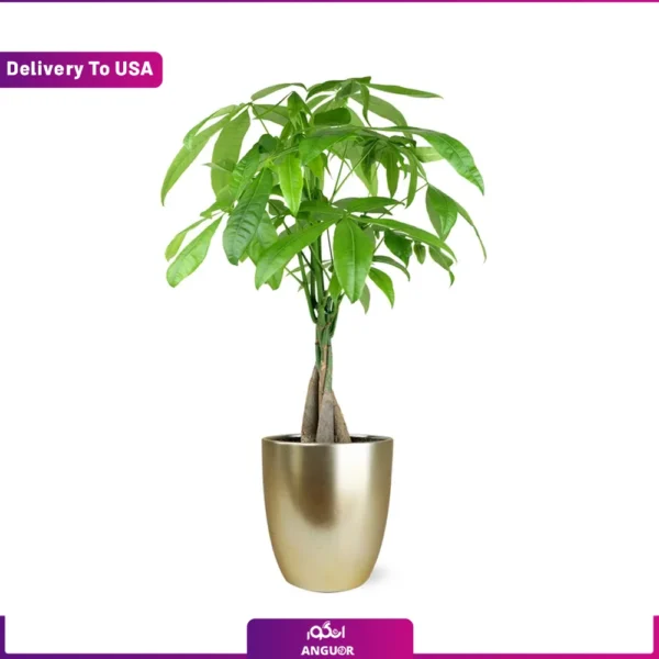 گل فروشی آنلاین | سفارش آنلاین گل - انگور