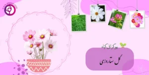گل ستاره ای