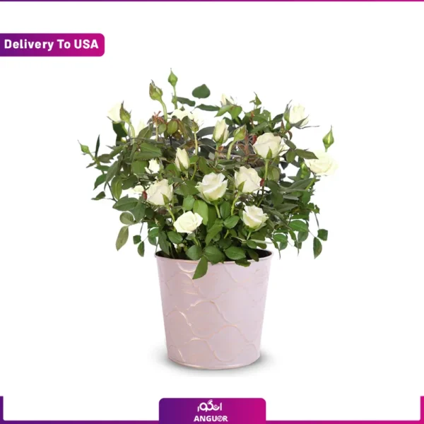 گل فروشی آنلاین | سفارش آنلاین گل - انگور