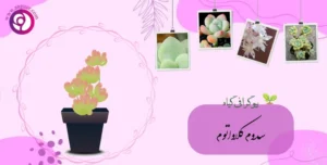 سدوم کلاواتوم