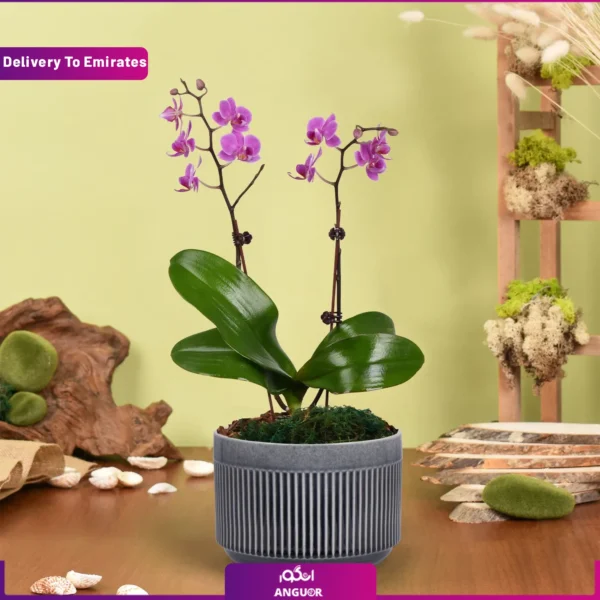 گلدان ارکیده مینی - تحویل در امارات