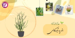 افوربیا تیروکالی