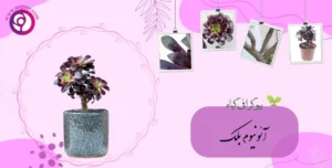 آئونیوم بلک