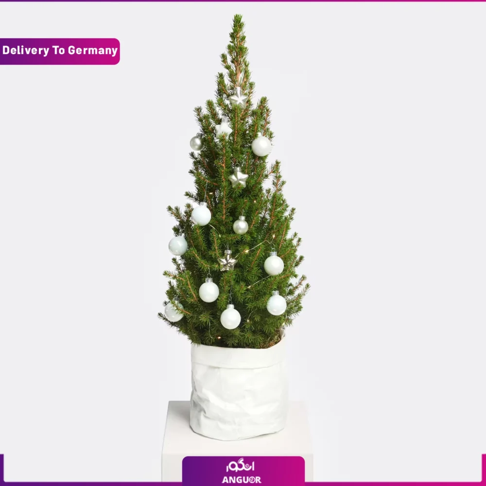 درخت کریسمس (تحویل در آلمان) - Image 2
