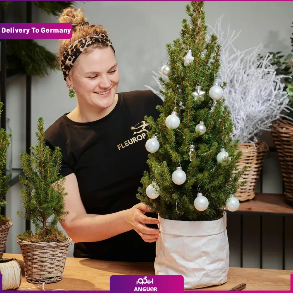 درخت کریسمس (تحویل در آلمان) - Image 3