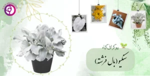 سنکیو - بال فرشته