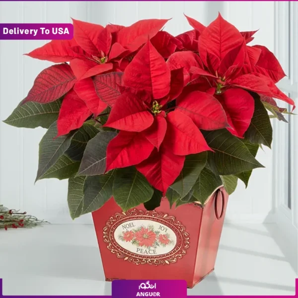 گل فروشی آنلاین | سفارش آنلاین گل - انگور