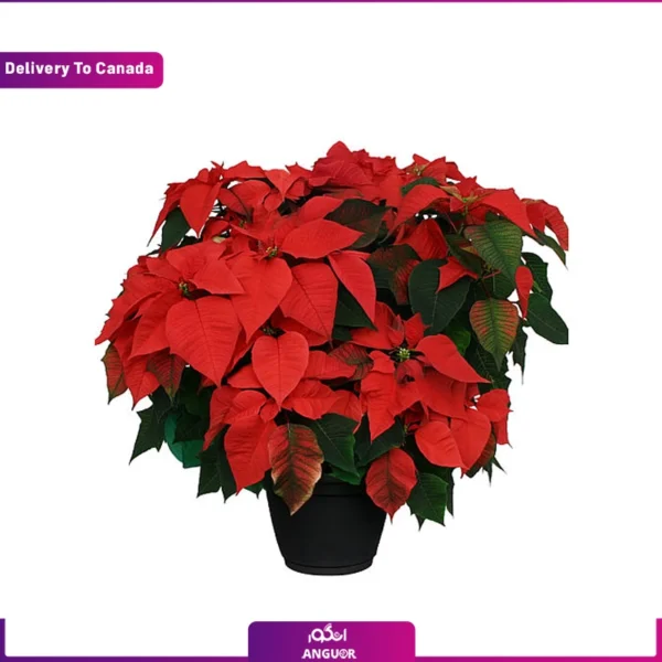 گل فروشی آنلاین محلاتی - انگور