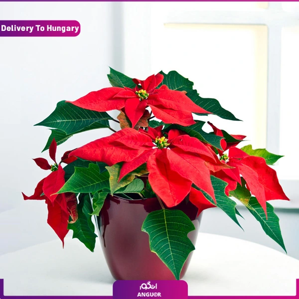 گلدان کریسمس قرمز ارسال به مجارستان گلدان کریسمس قرمز ارسال به مجارستان
