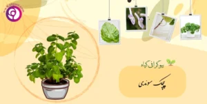 پیچک سوئدی