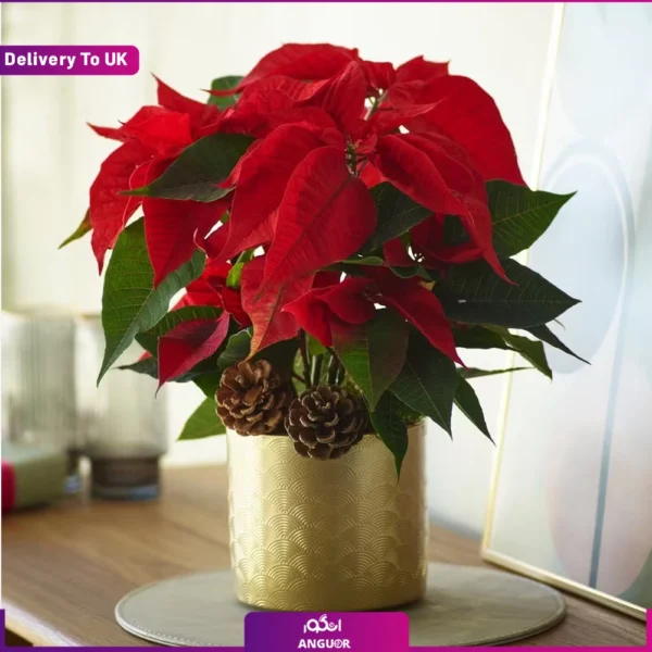 گل کریسمس قرمز ارسال به انگلستان