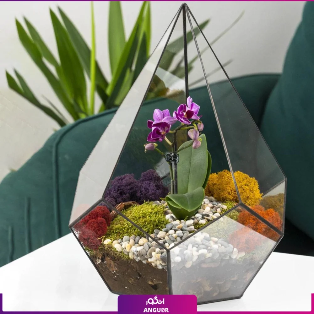 تراریوم ارکیده مینیاتوری - Image 3