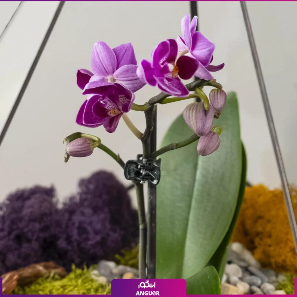 تراریوم ارکیده مینیاتوری - Image 2