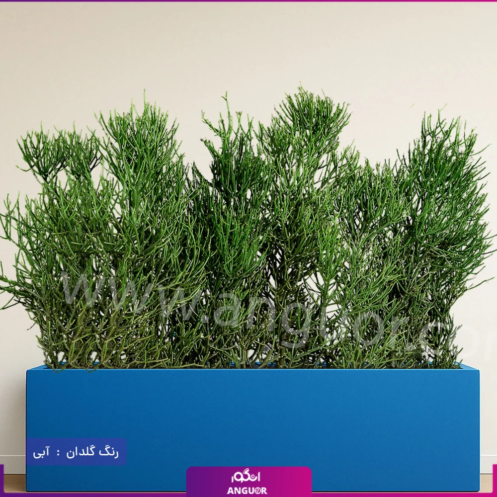 فلاور باکس افوربیا تیروکالی سایز بزرگ - Image 15