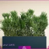 فلاور باکس افوربیا تیروکالی سایز بزرگ - Image 2