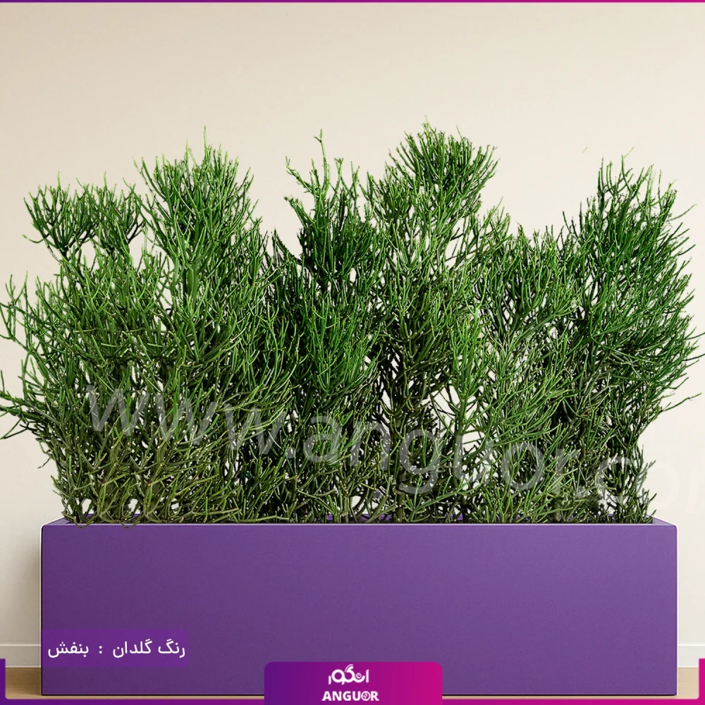 فلاور باکس افوربیا تیروکالی سایز بزرگ - Image 17